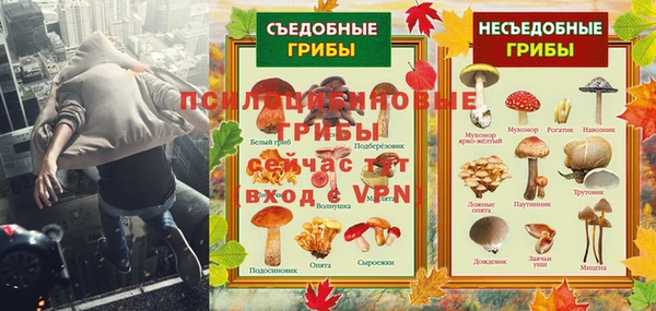 стаф Алзамай