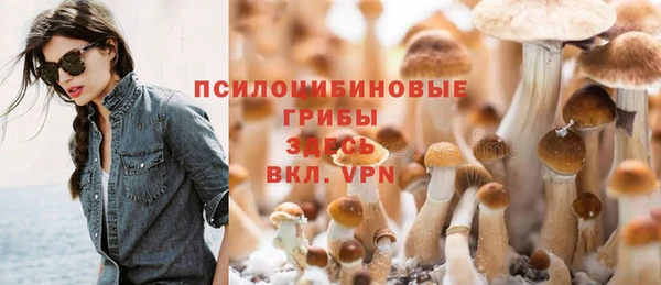 стаф Алзамай